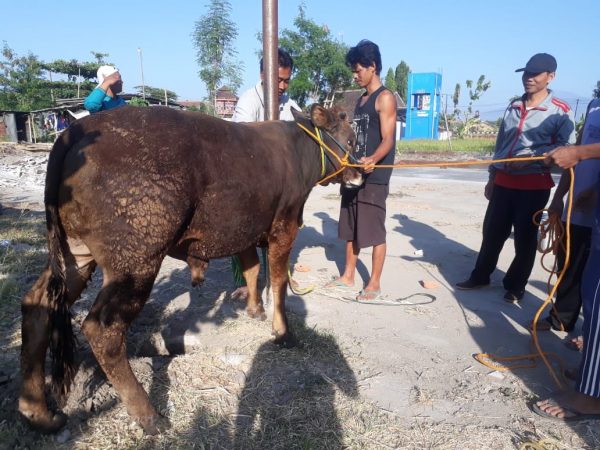 SMK Citra Medika Sukoharjo Ajarkan Siswanya dalam Pelaksanaan Kurban